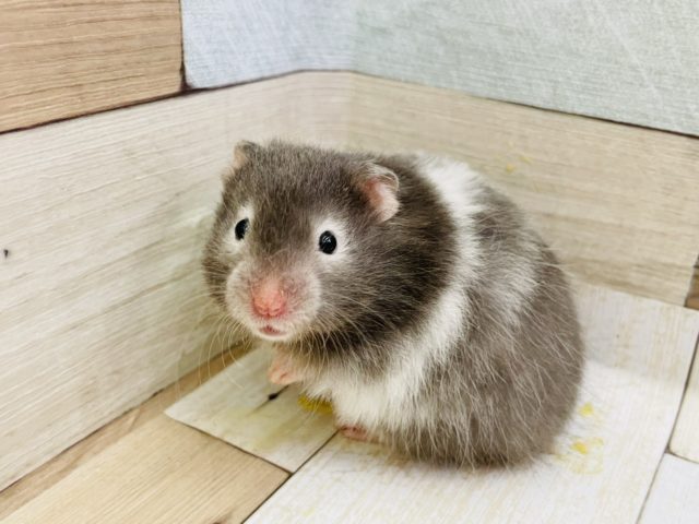 ゴールデンハムスター