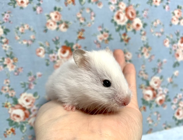 ゴールデンハムスター