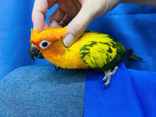 コガネメキシコインコ