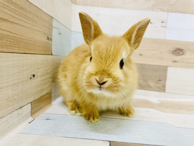 ネザーランドドワーフ