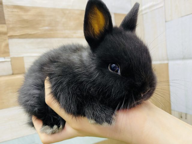 ネザーランドドワーフ