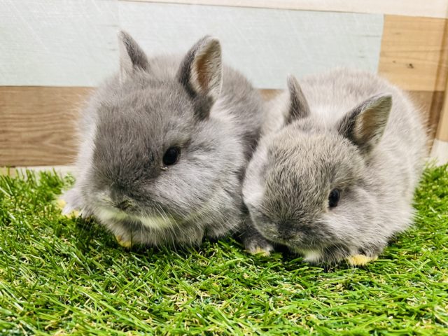 ネザーランドドワーフ