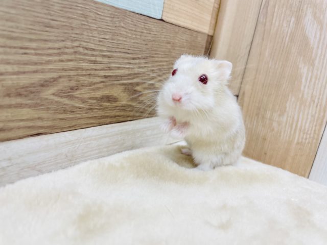 キャンベルハムスター