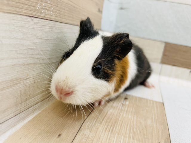 イングリッシュモルモット