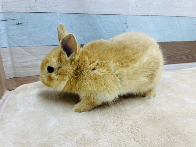 ネザーランドドワーフ