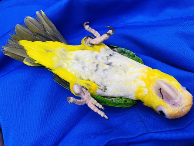 シロハラインコ