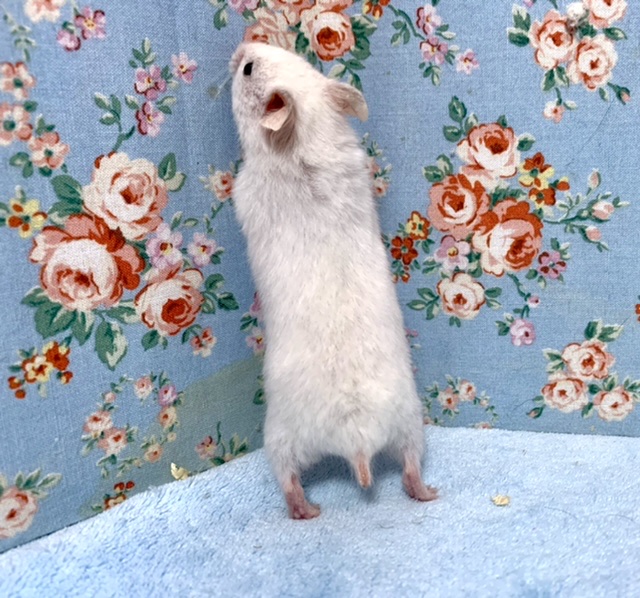 ゴールデンハムスター