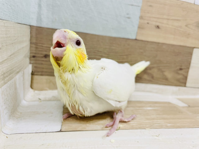 オカメインコ