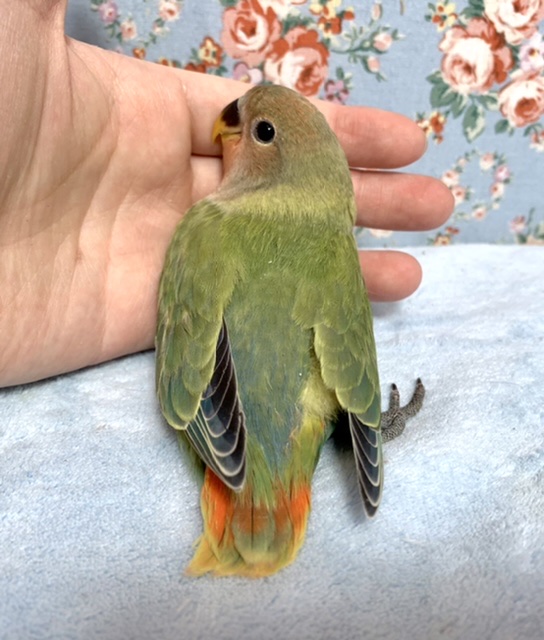 コザクラインコ（小桜インコ）