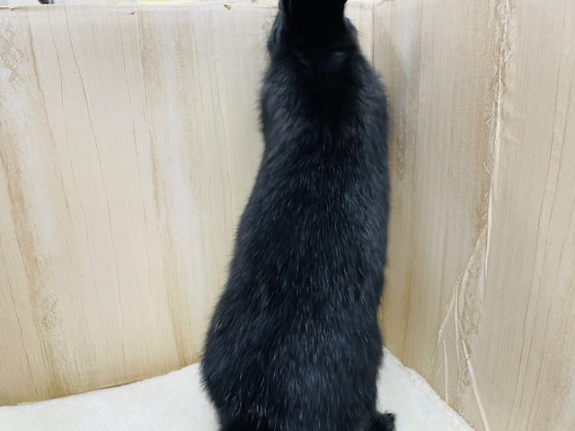 ネザーランドドワーフ