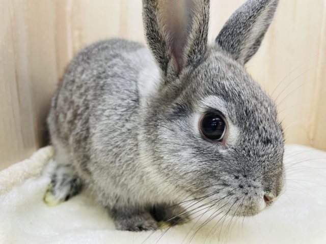 最新画像になります!おすまし顔が得意?なネザーランドドワーフ女の子♥ ネザーランドドワーフ