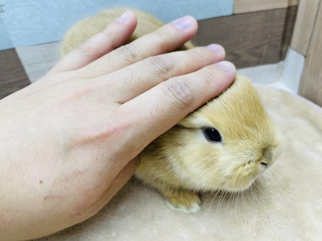 ネザーランドドワーフ