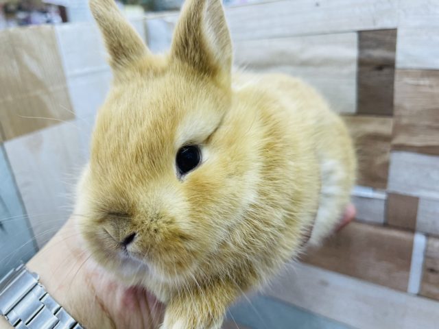 ネザーランドドワーフ