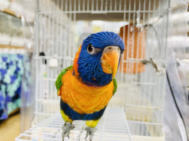 アカエリゴシキセイガイインコ