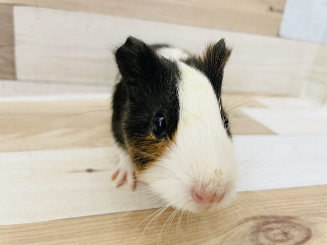 イングリッシュモルモット