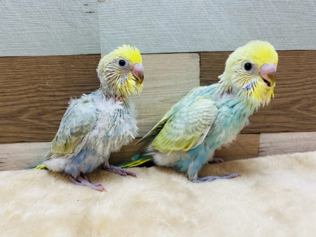 セキセイインコ