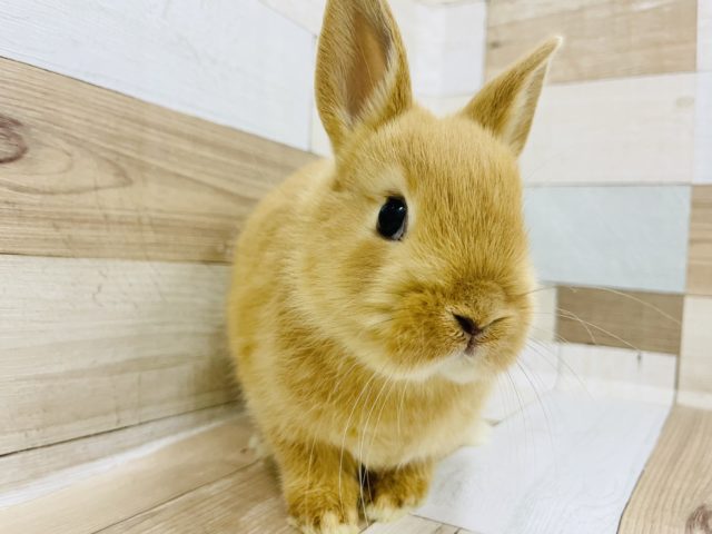 ネザーランドドワーフ