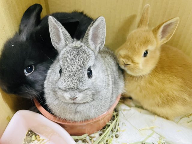 ネザーランドドワーフ