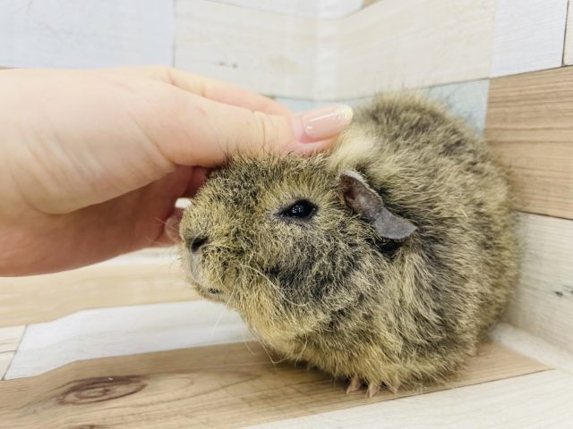 メリノモルモット