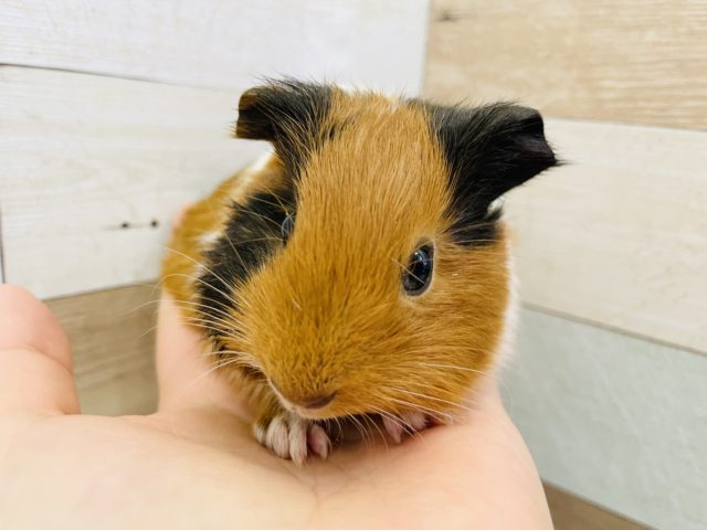 イングリッシュモルモット