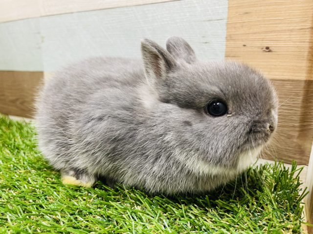 ネザーランドドワーフ