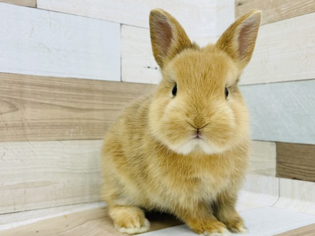 ネザーランドドワーフ