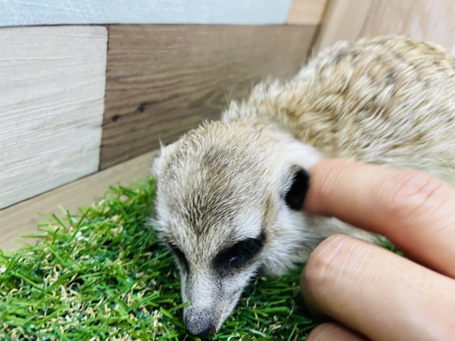 ミーアキャット