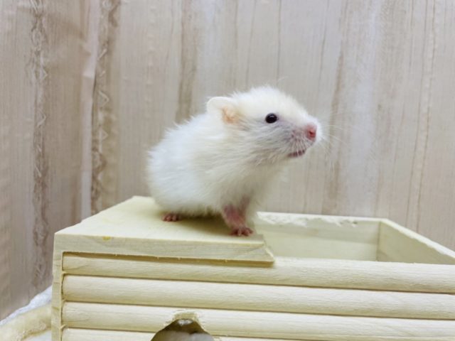胸きゅん♡赤目サテンハムスター女の子! ゴールデンハムスター