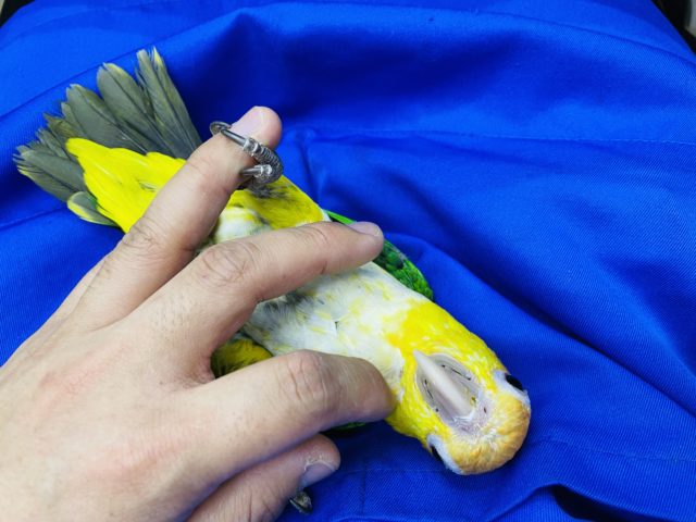 シロハラインコ