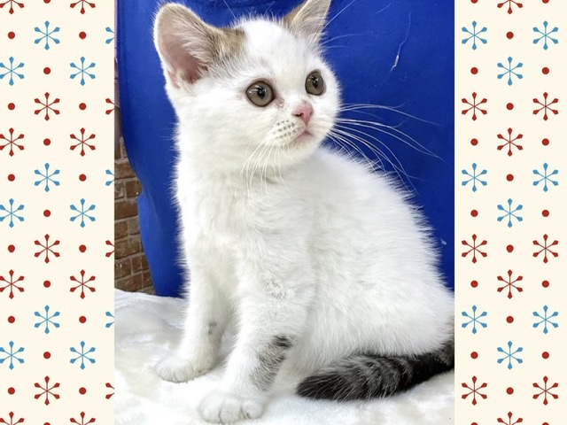 スコティッシュフォールド