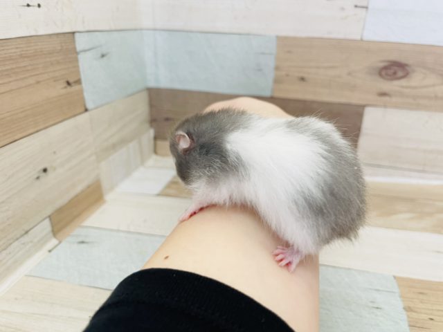 ゴールデンハムスター