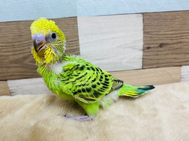 セキセイインコ