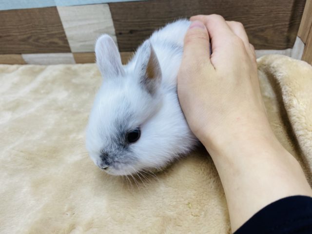 ネザーランドドワーフ