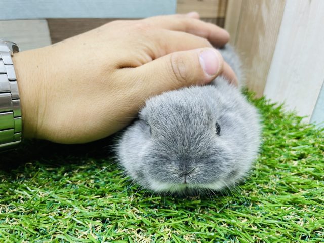 ネザーランドドワーフ