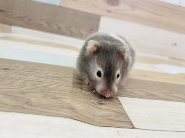 ゴールデンハムスター