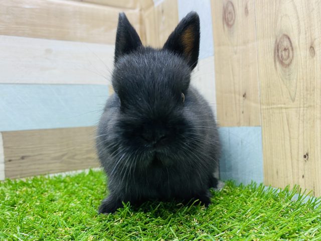 ネザーランドドワーフ