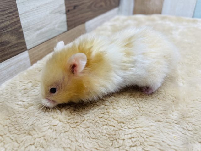 ゴールデンハムスター
