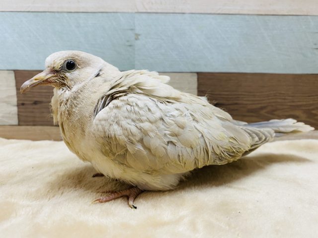 ジュズカケバト