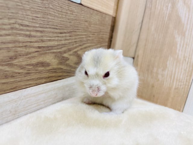 キャンベルハムスター