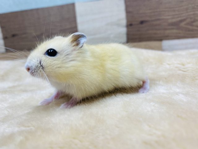 ジャンガリアン