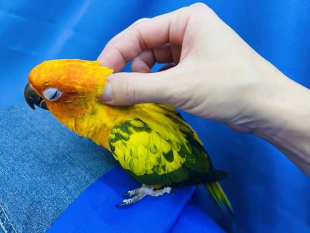コガネメキシコインコ