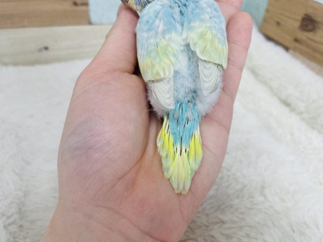 1番に輝きたい!!セキセイインコ パステルレインボー セキセイインコ