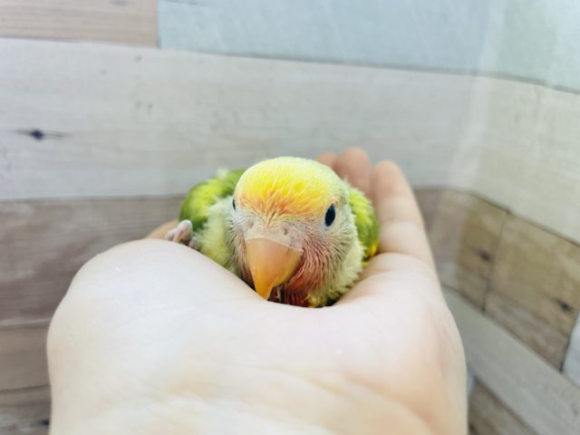 コザクラインコ（小桜インコ）