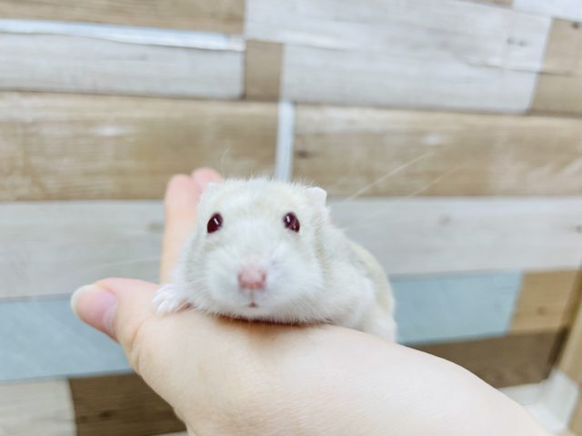 キャンベルハムスター