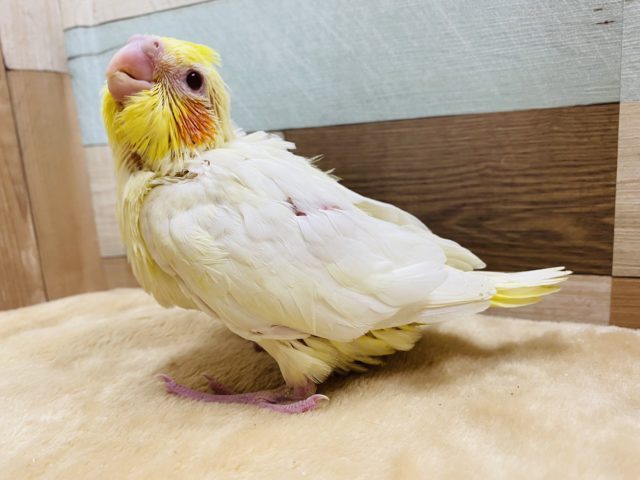 オカメインコ