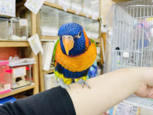 アカエリゴシキセイガイインコ