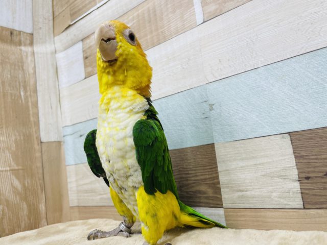 シロハラインコ