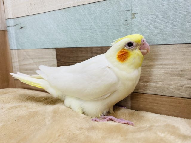 オカメインコ