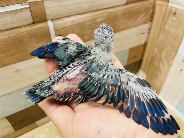 サザナミインコ