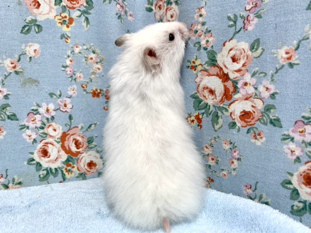 ゴールデンハムスター